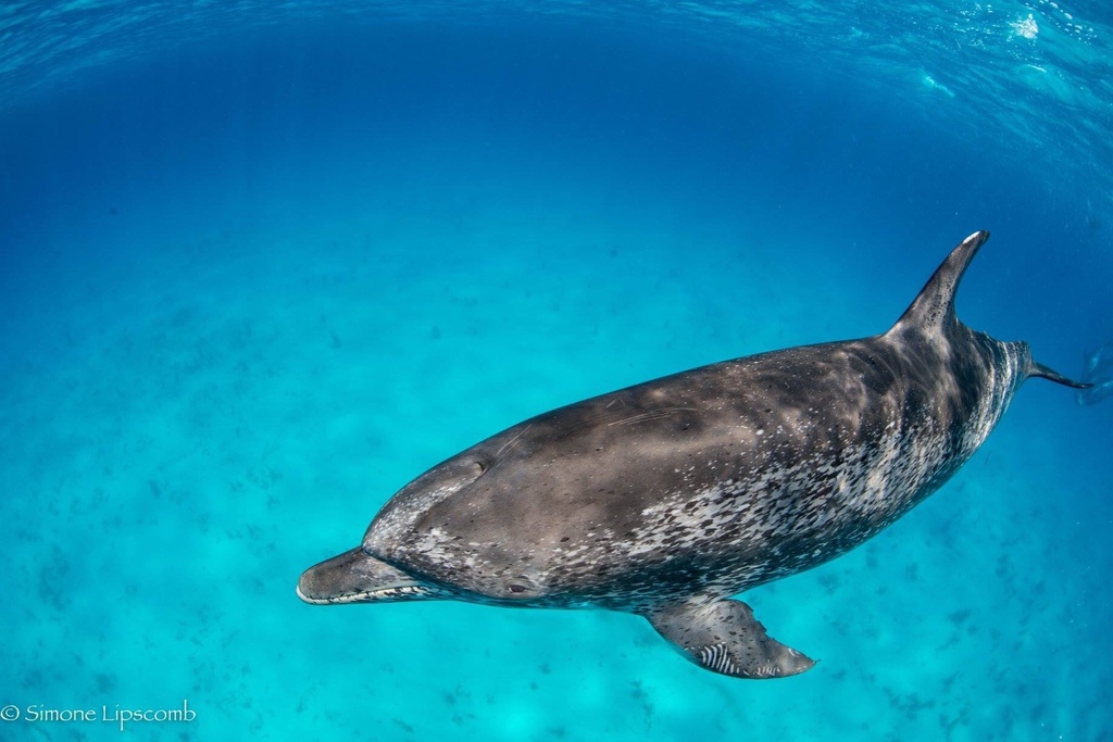 Atlantic Spotted Dolphin