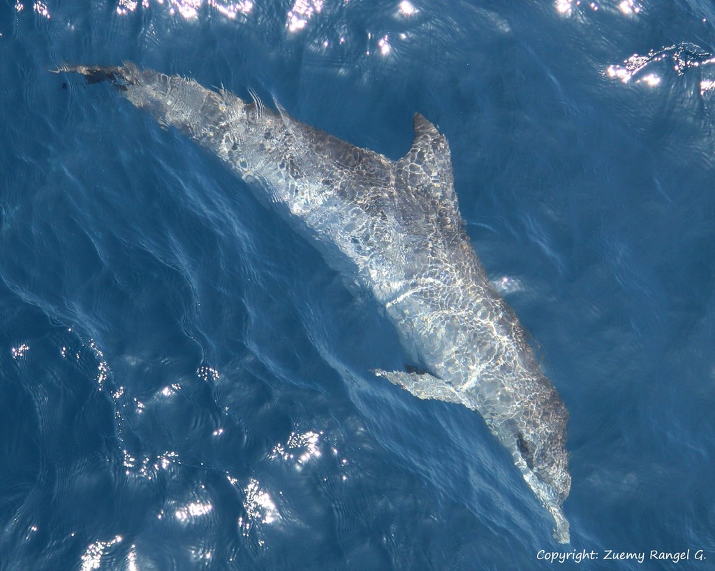 Atlantic Spotted Dolphin