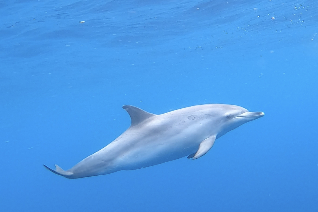 Atlantic Spotted Dolphin