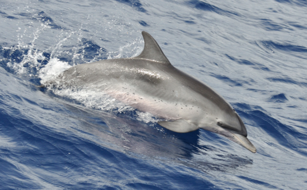 Atlantic Spotted Dolphin