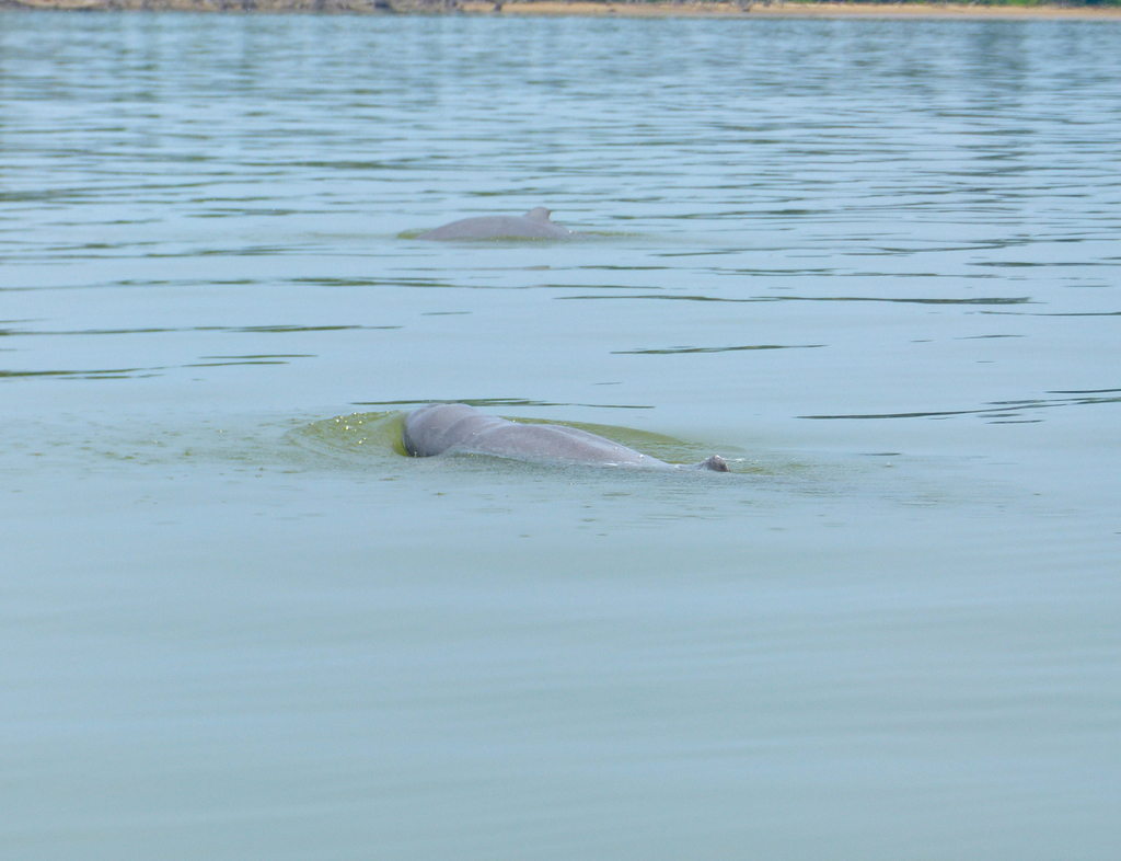 Irrawaddy Dolphin