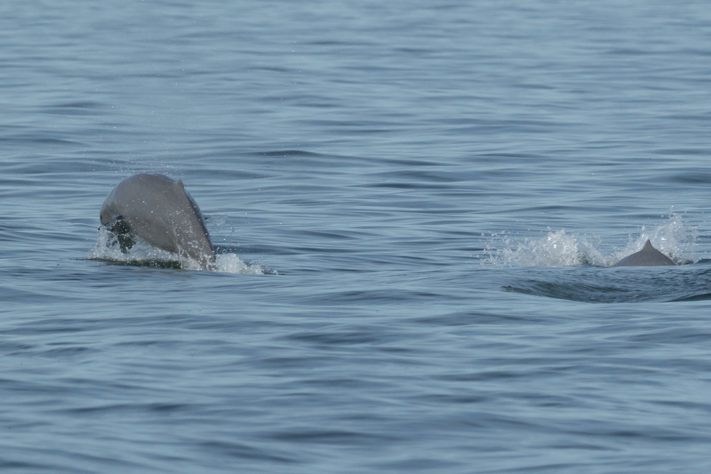 Irrawaddy Dolphin