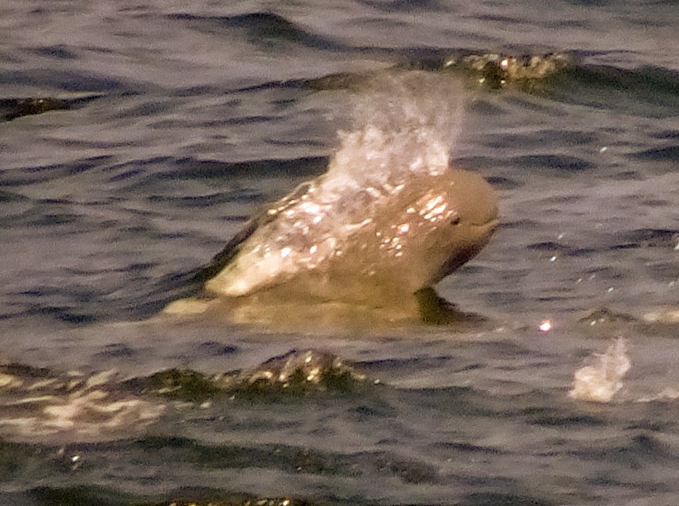 Irrawaddy Dolphin