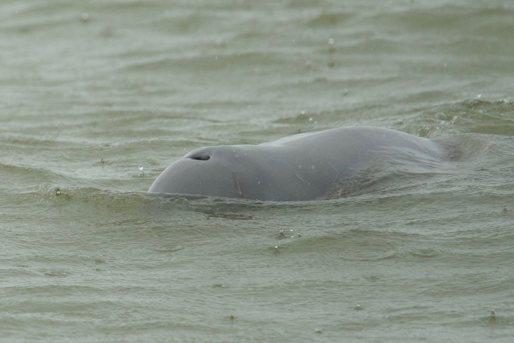 Irrawaddy Dolphin