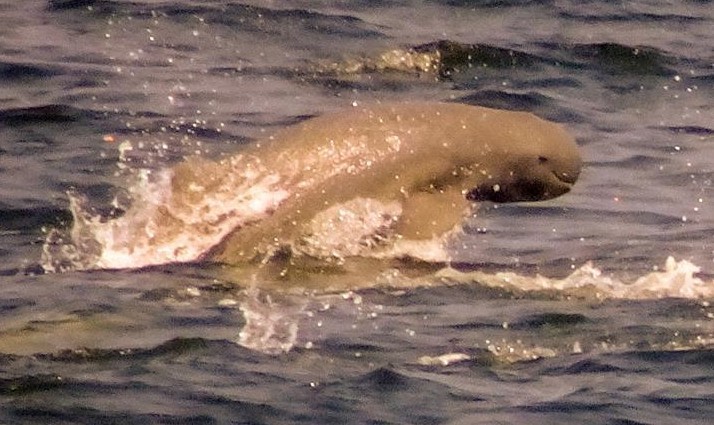 Irrawaddy Dolphin