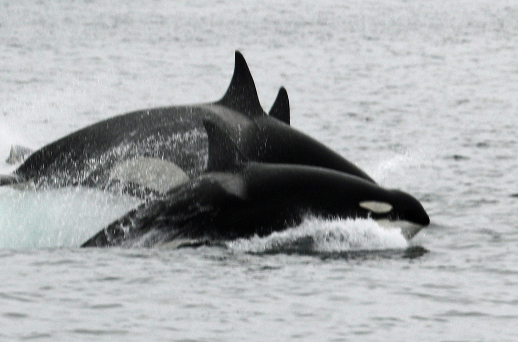 Orca
