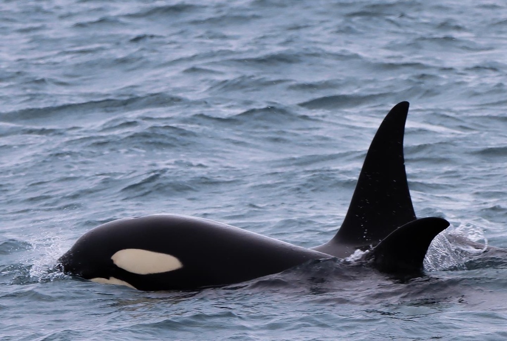 Orca