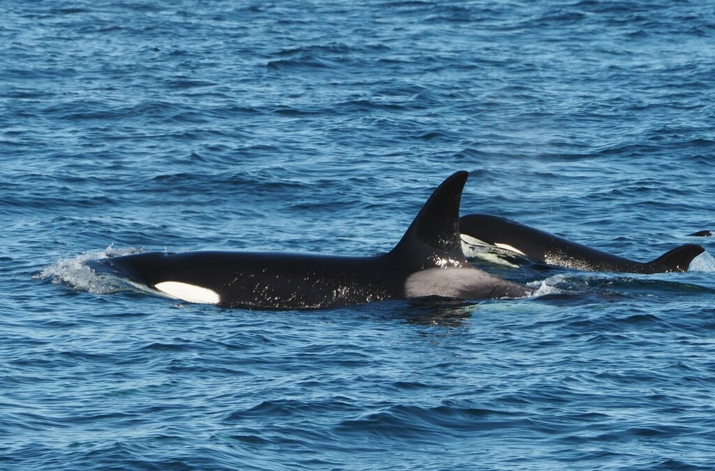 Orca