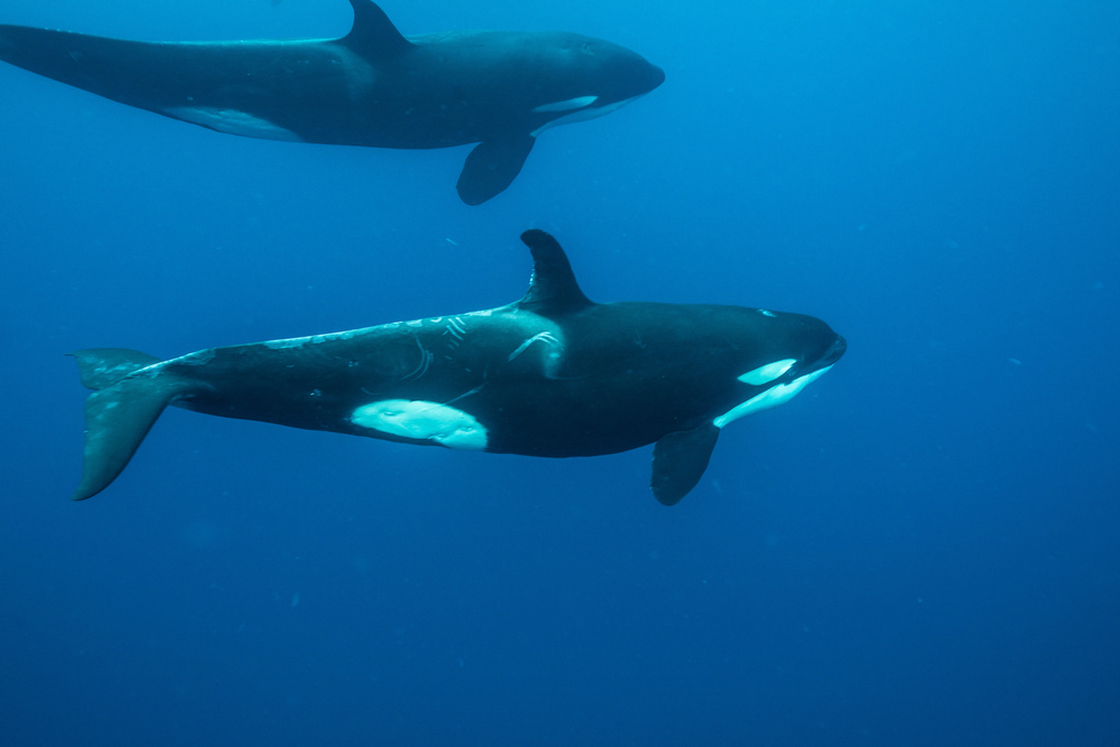 Orca