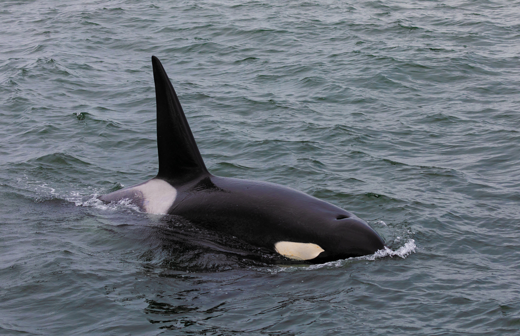 Orca