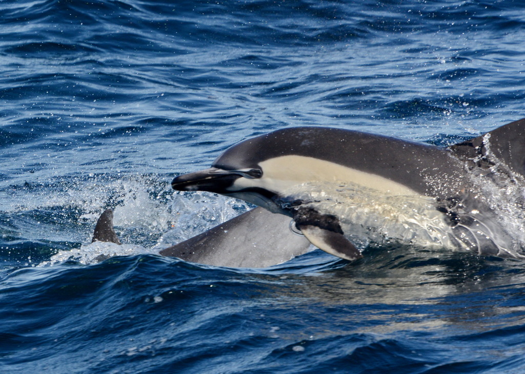 Common Dolphin