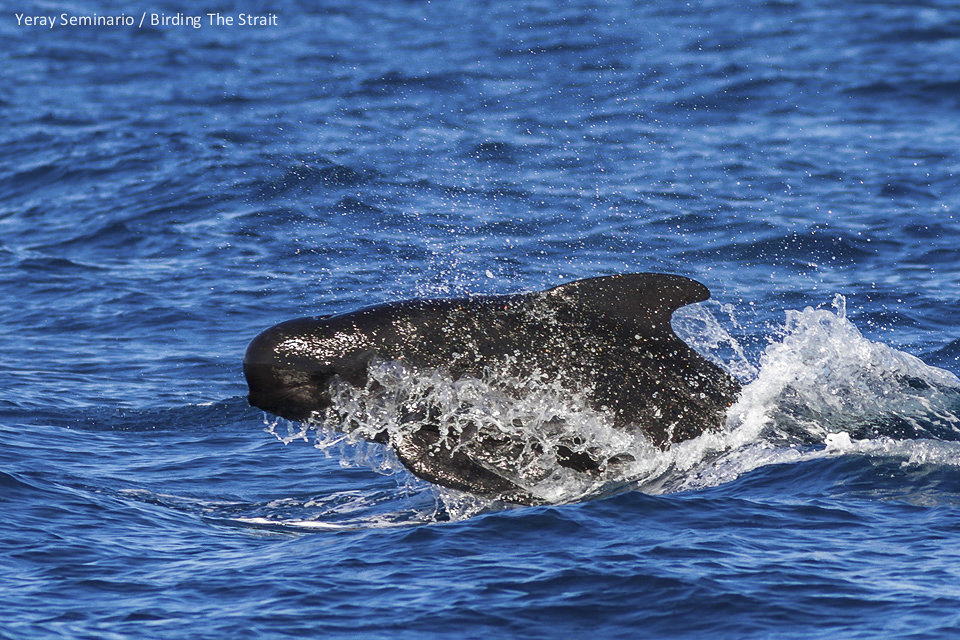 Long-finned Pilot Whale