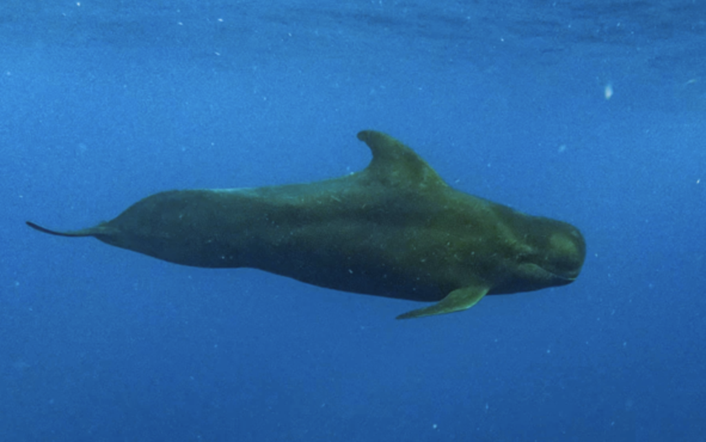 Short-finned Pilot Whale