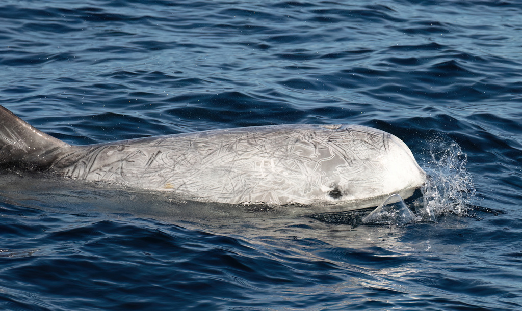 Risso's Dolphin