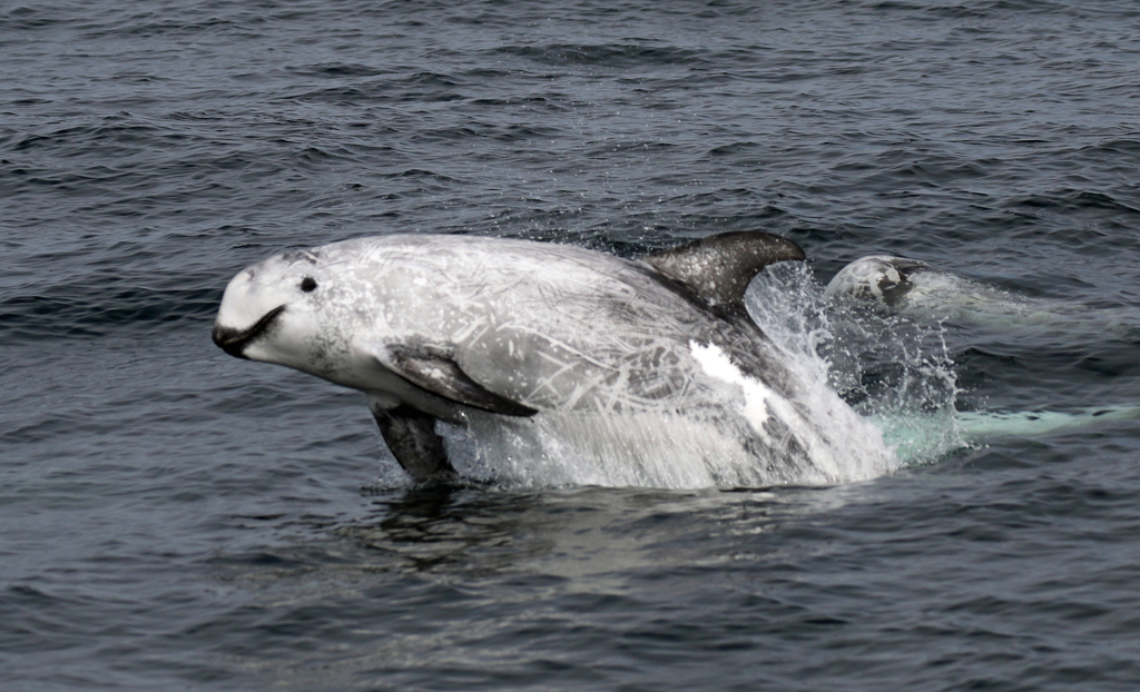 Risso's Dolphin