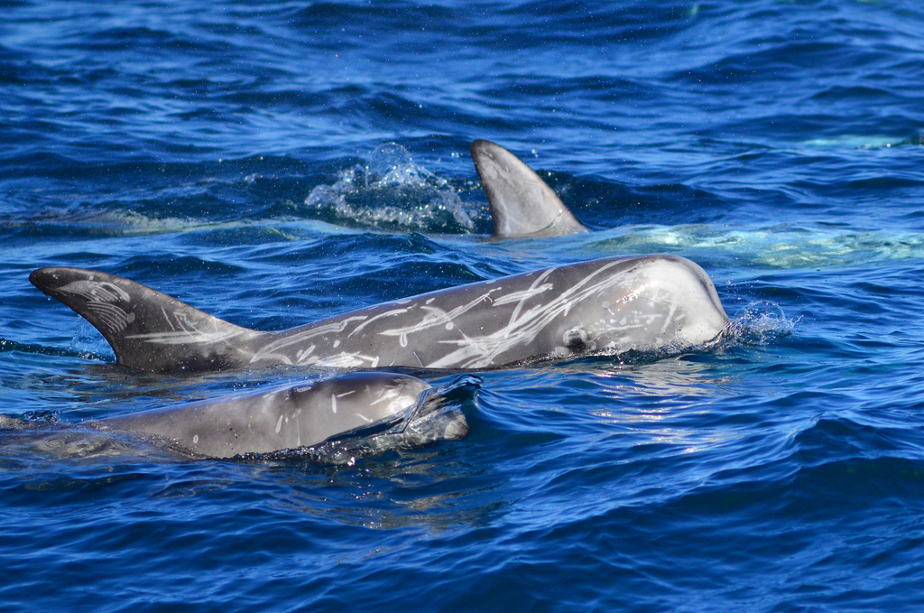 Risso's Dolphin