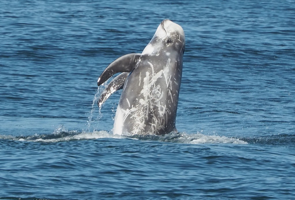 Risso's Dolphin