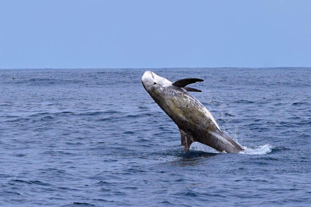 Risso's Dolphin