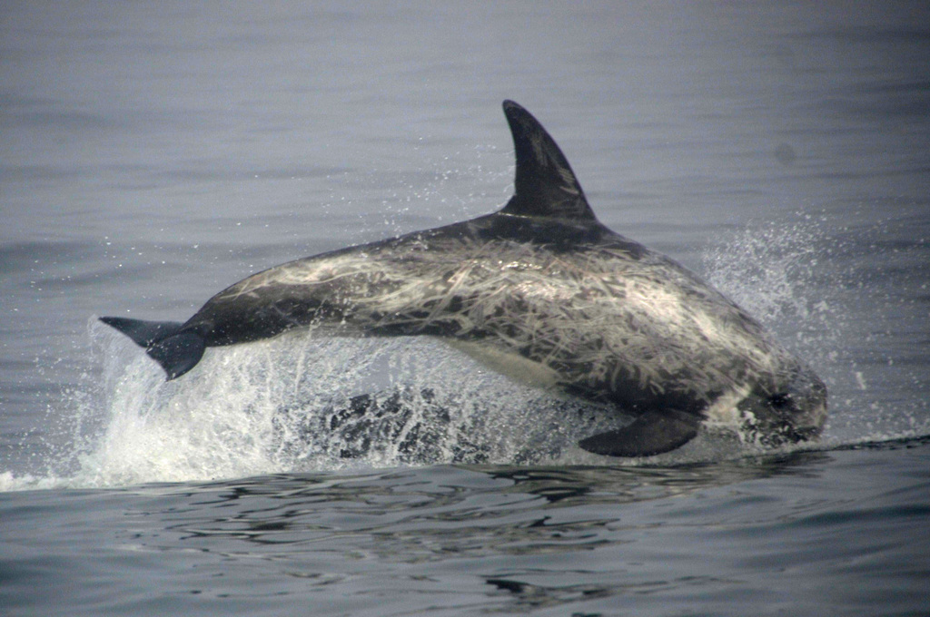 Risso's Dolphin