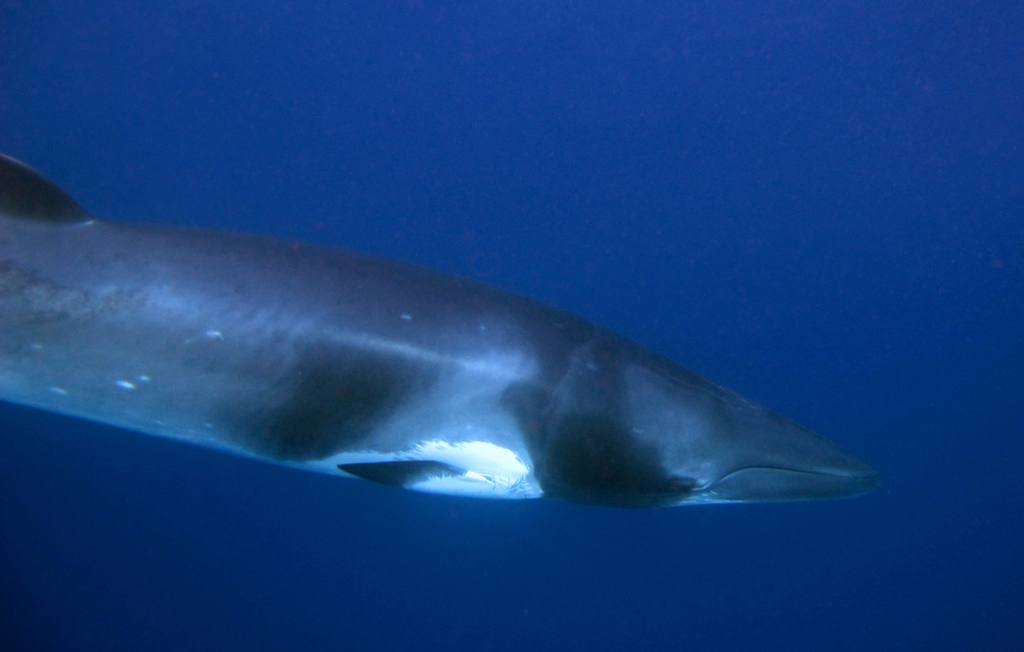 Common Minke Whale