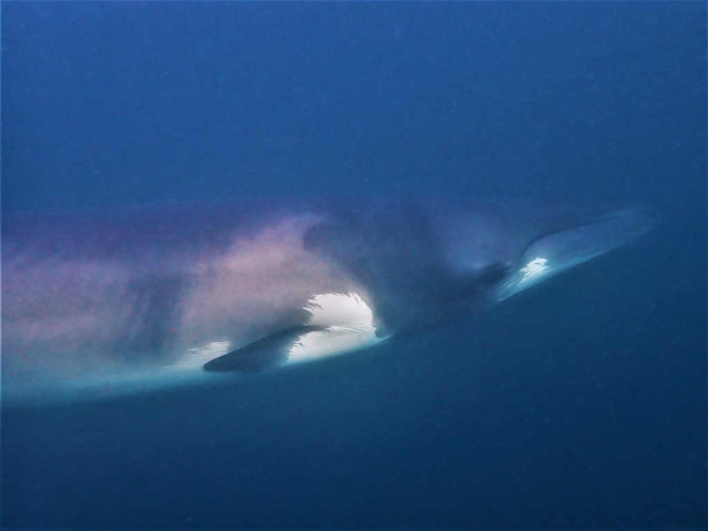 Common Minke Whale