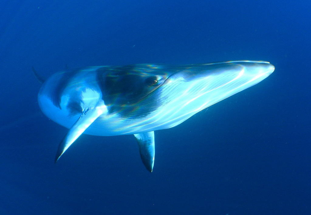 Common Minke Whale