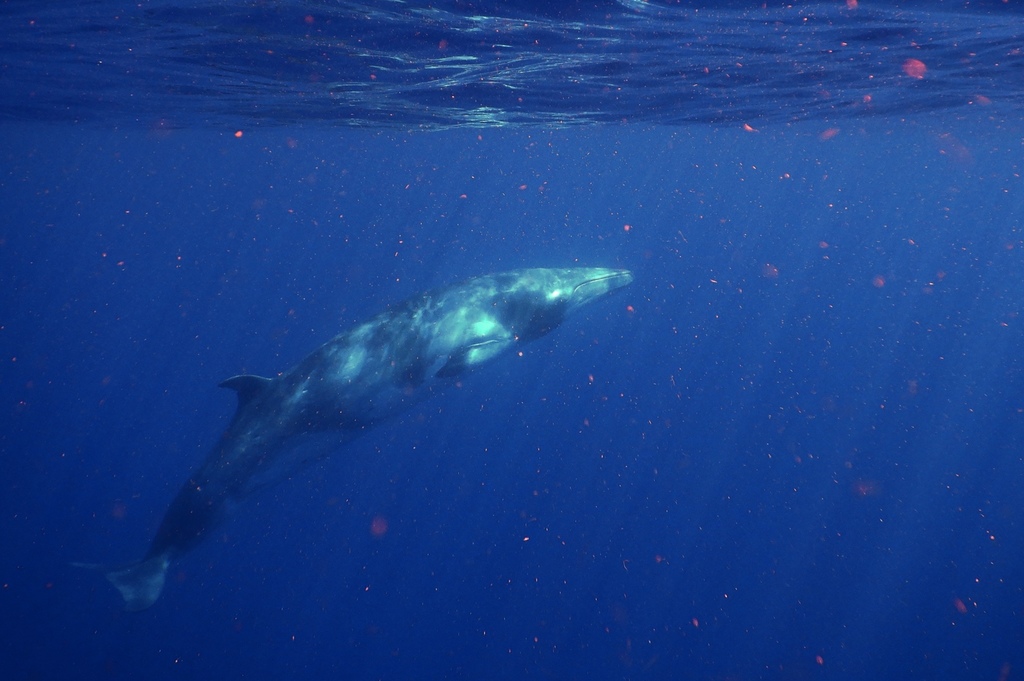 Common Minke Whale