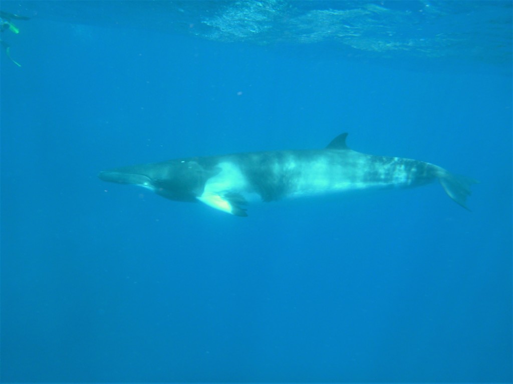 Common Minke Whale