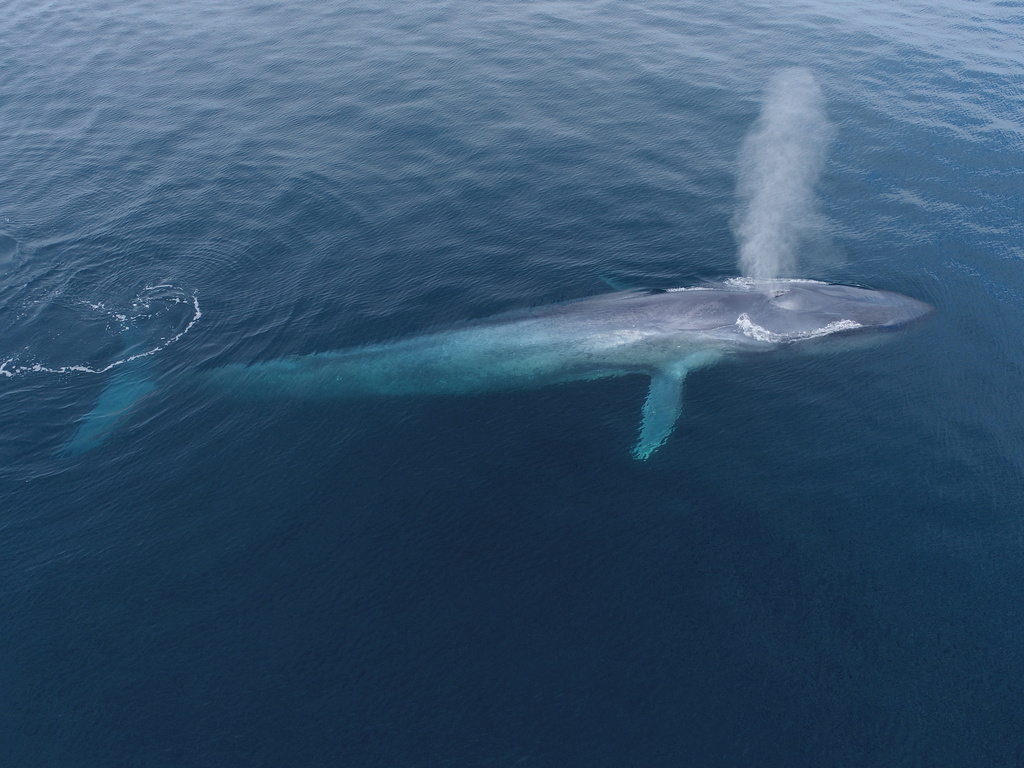 Blue Whale