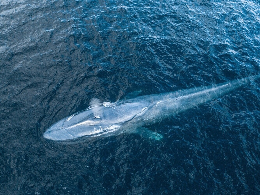 Blue Whale