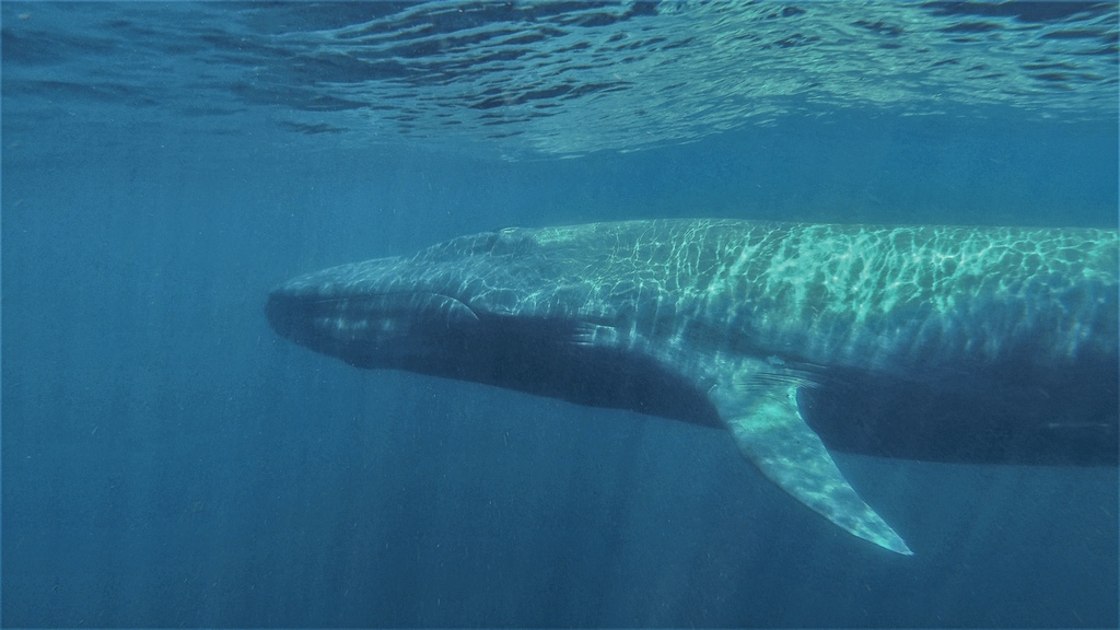 Blue Whale