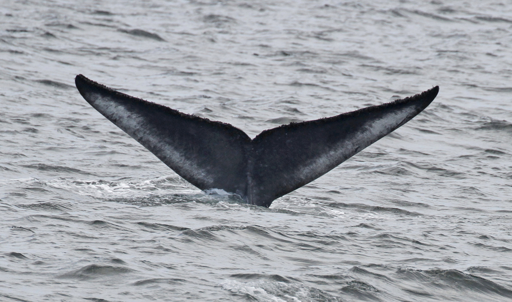 Blue Whale