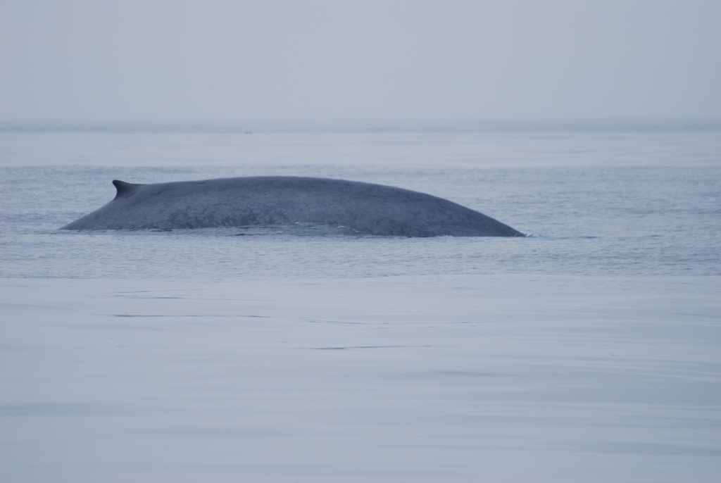 Blue Whale