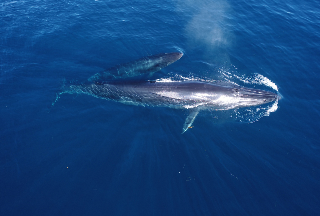 Eden's Whale
