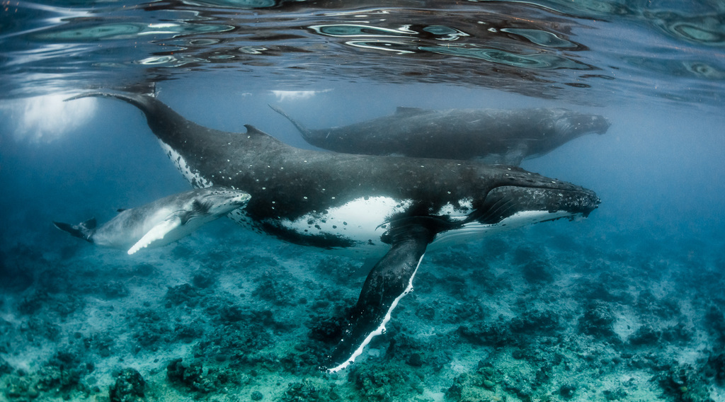 Humpback Whale