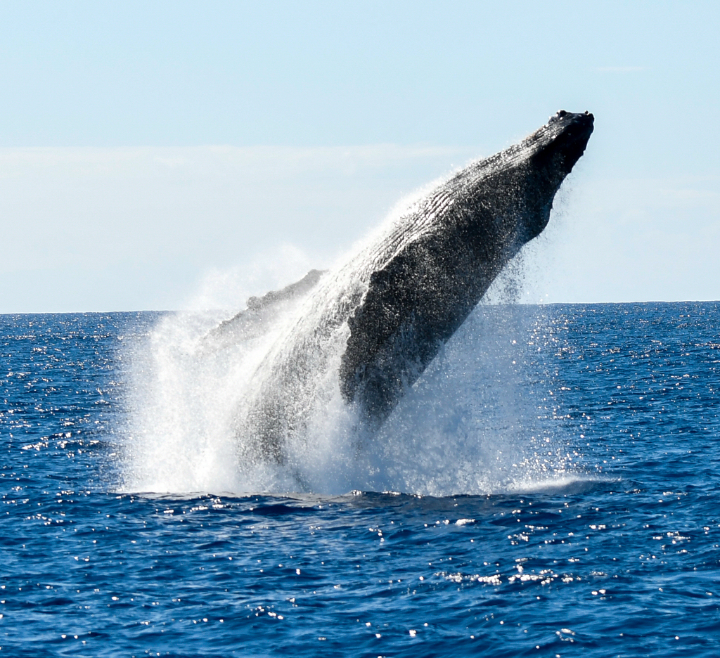 Humpback Whale