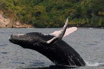 Humpback Whale