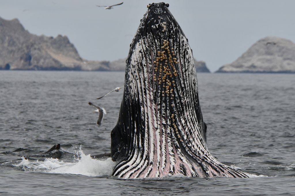 Humpback Whale