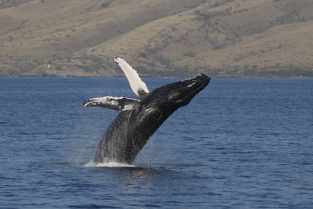 Humpback Whale