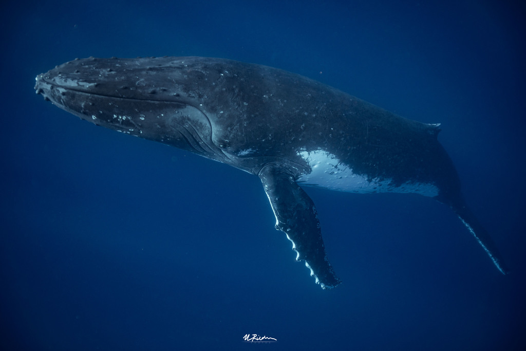 Humpback Whale