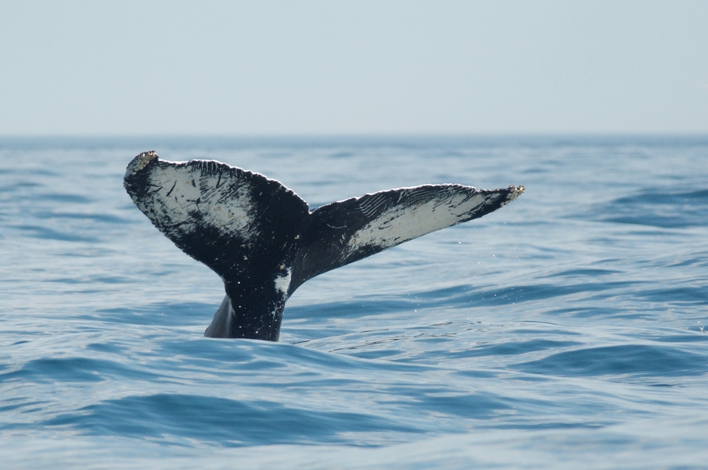 Humpback Whale