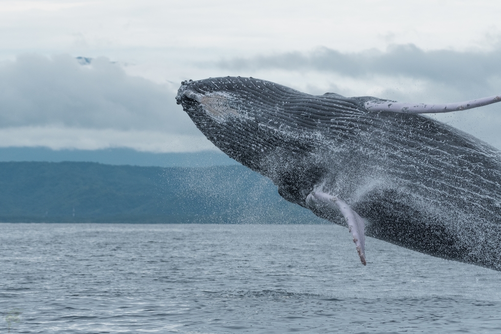 Humpback Whale