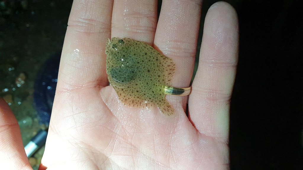 Turbot