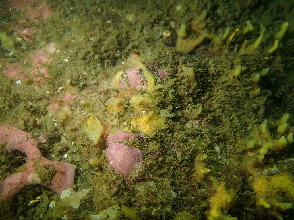 Crumb-of-bread Sponge