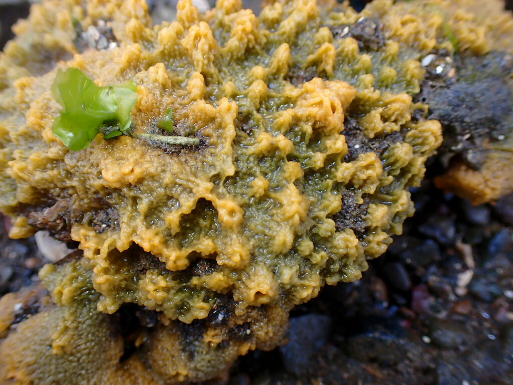 Crumb-of-bread Sponge
