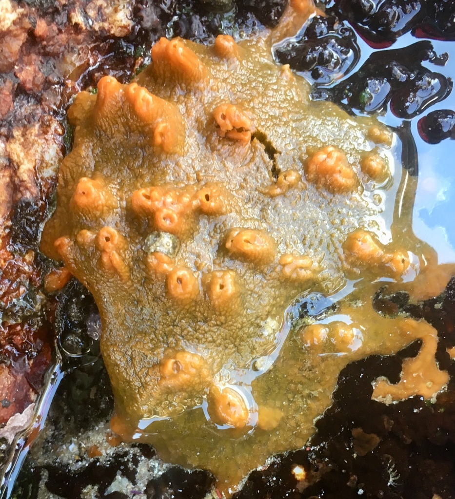 Crumb-of-bread Sponge