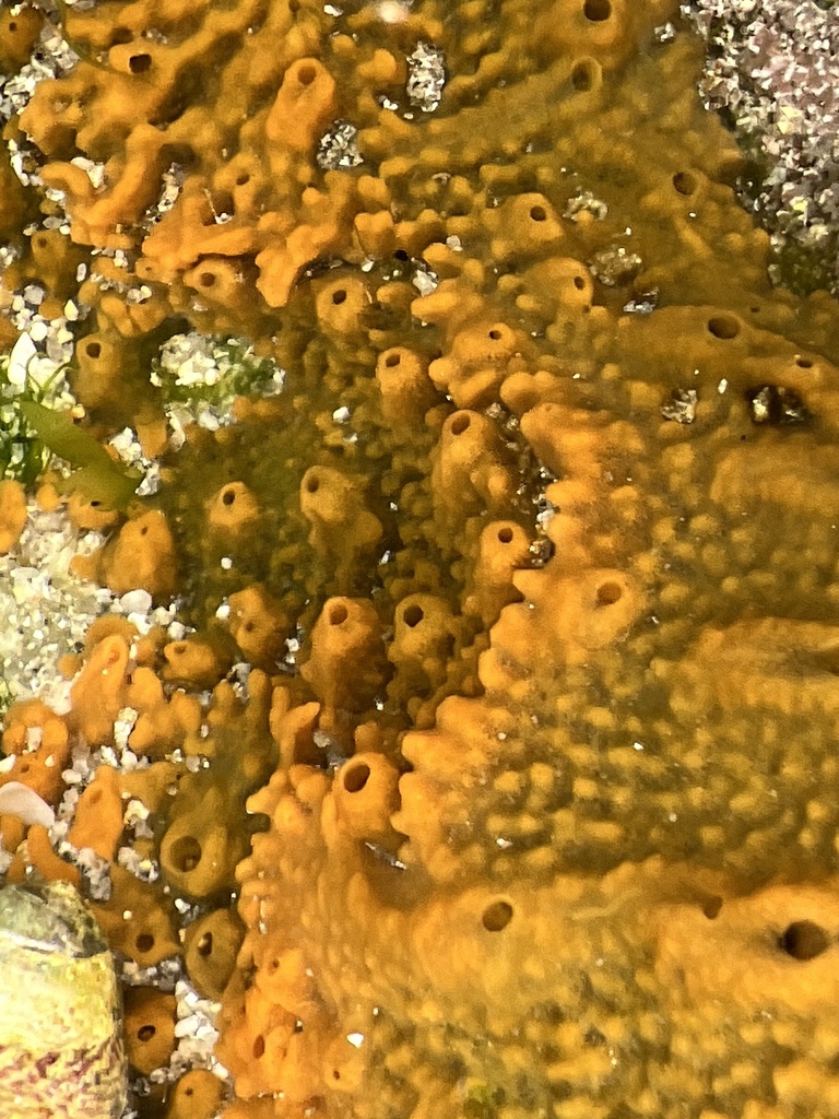 Crumb-of-bread Sponge