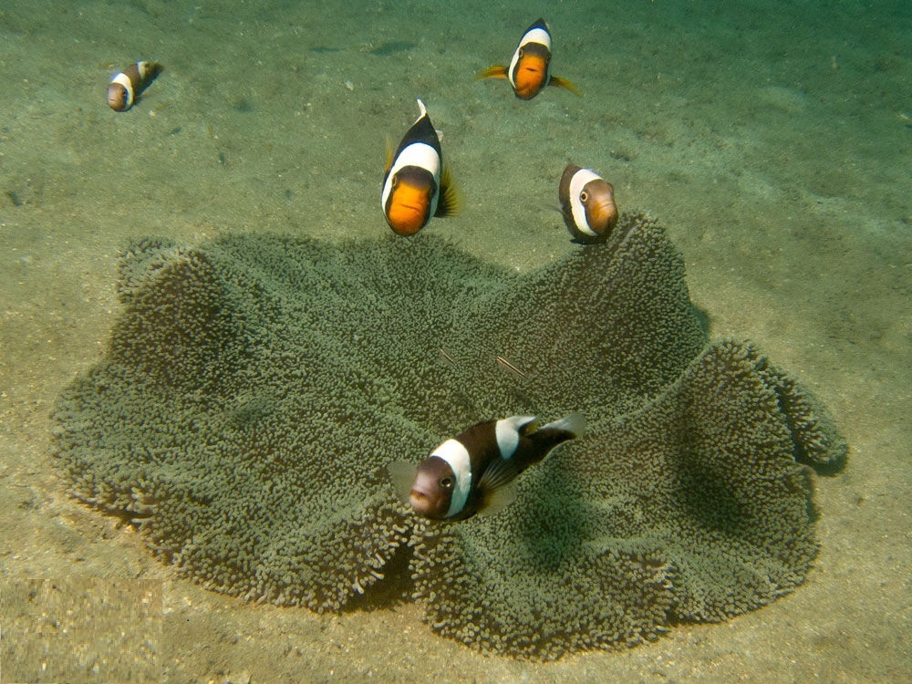 Haddon's Anemone