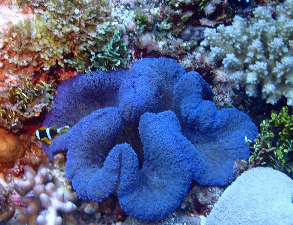 Haddon's Anemone
