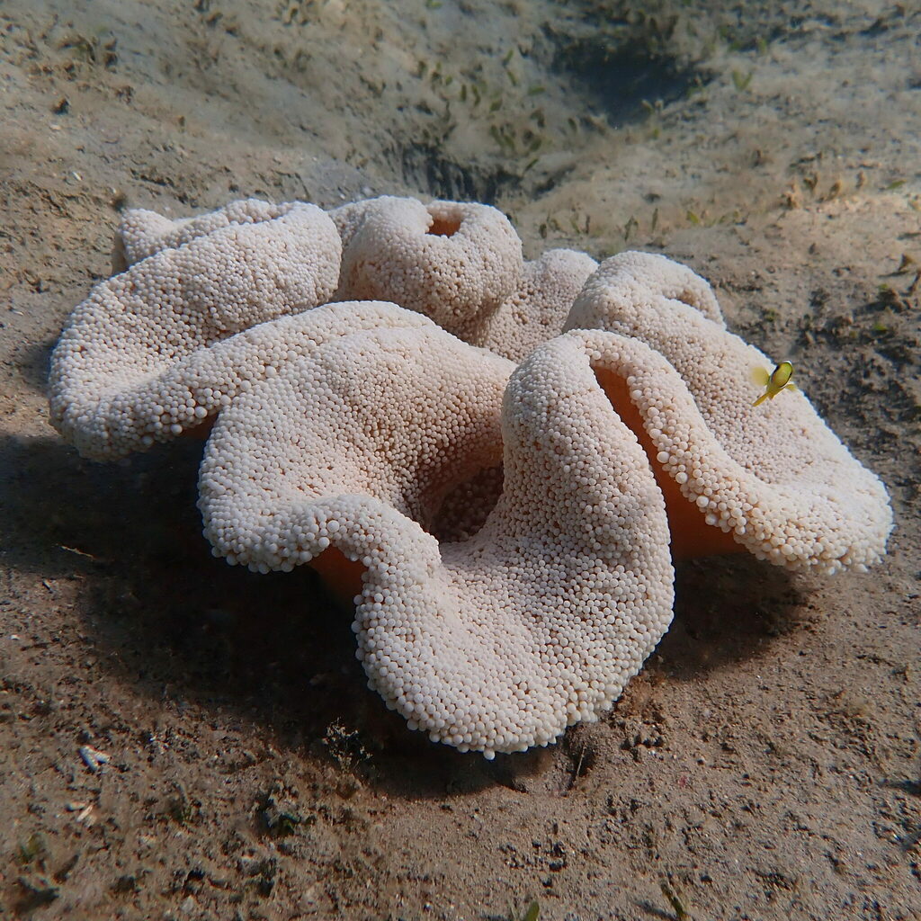 Haddon's Anemone